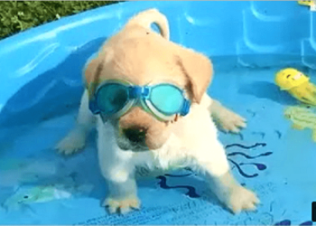 Some Funny Puppy Videos to enjoy them!