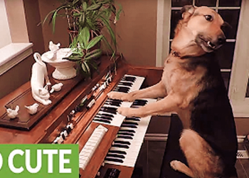 Some cute and smart dog videos!