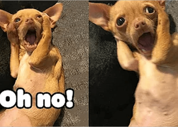 Some few super fun dog videos!