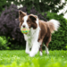 Sports for dogs. The best options for your pet
