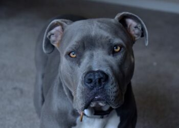 The best breeds of guard dogs to take care of your home