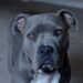 The best breeds of guard dogs to take care of your home The best breeds of guard dogs to take care of your home