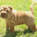 The oldest dog breeds in the world. The oldest dog breeds in the world.