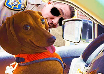 Try to not laugh with this funny dog videos!