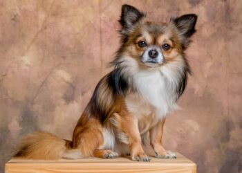 Curiosities of Papillon