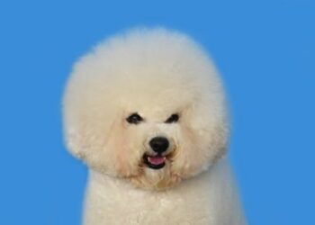 Curiosities of bichon frise