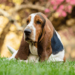 Curiosities of the Basset Hound Curiosities of the Basset Hound