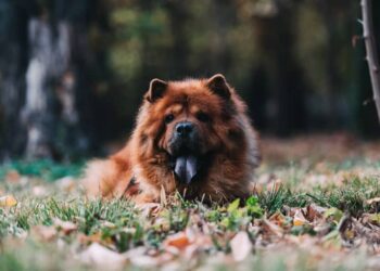 Curiosities of the Chow Chow