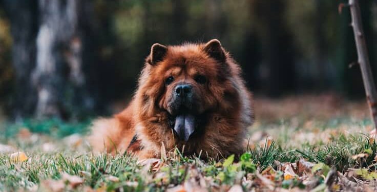 Curiosities of the Chow Chow