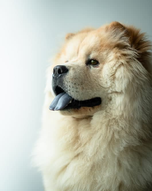 Curiosities of the Chow Chow