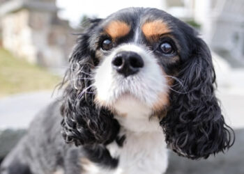 Curiosities of the Cocker Spaniel.
