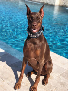 Curiosities of the Doberman