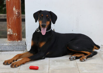 Curiosities of the Doberman
