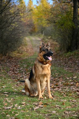 Curiosities of the German Shepherd