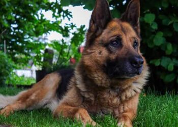 Curiosities of the German Shepherd
