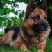 Some hero dogs of history. Some hero dogs of history.