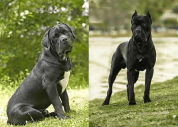Curiosities of the Italian mastiff