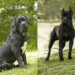 Curiosities of the Italian mastiff Curiosities of the Italian mastiff