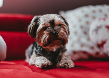 Curiosities of the Yorkshire terrier