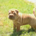 Curiosities of the shar pei Curiosities of the shar pei