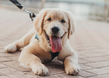 Curiosities that you may not know about dogs