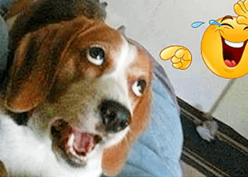 Curve a bad day with these funny dog videos!