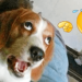 Curve a bad day with these funny dog videos! Curve a bad day with these funny dog videos!