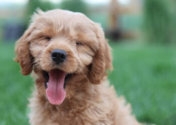 Dog breeds that enjoy better health