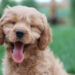 Dog breeds that enjoy better health Dog breeds that enjoy better health
