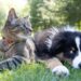 Dogs and cats together Dogs and cats together