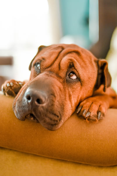 Dogs may have phobias