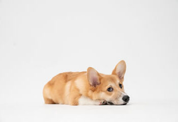 SEPARATION ANXIETY IN CANINES–CAUSES AND TREATMENTS