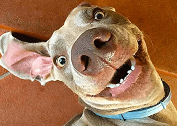 Funny dog videos to try not to laugh!