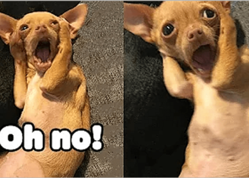 Funny videos of chihuahua dogs and others!