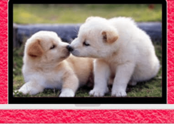 Some cute and funny pet videos!