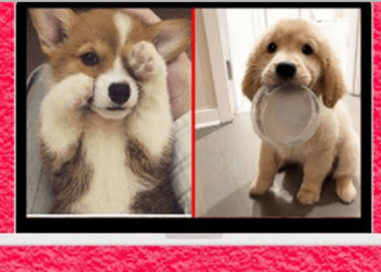 Some cute and funny puppies videos!