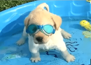 Some funny retriever puppies videos!