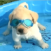 Some funny retriever puppies videos! Some funny retriever puppies videos!