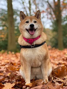 Some hero dogs of history