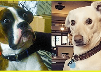 Some of the best funny dog videos!