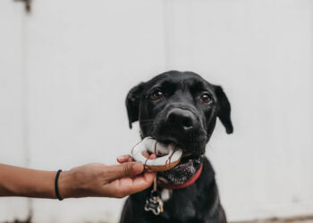 Tips for your dog to lose weight