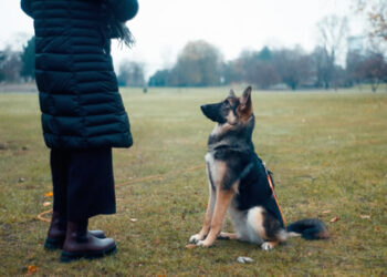 Basic tips for training a dog