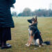 Basic tips for training a dog Basic tips for training a dog