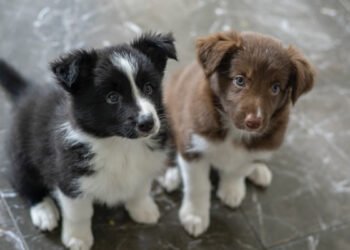 Puppies are just like kids