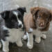 Puppies are just like kids Puppies are just like kids