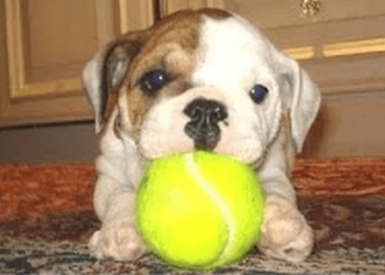 Puppy dog laughing videos!