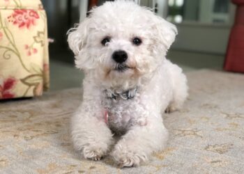 The best dog breeds that are great for beginners