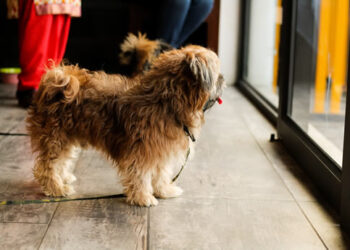 Why does a dog scratch the door?