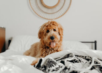 Why does a dog wet the bed?