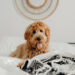 Why does a dog wet the bed? Why does a dog wet the bed?